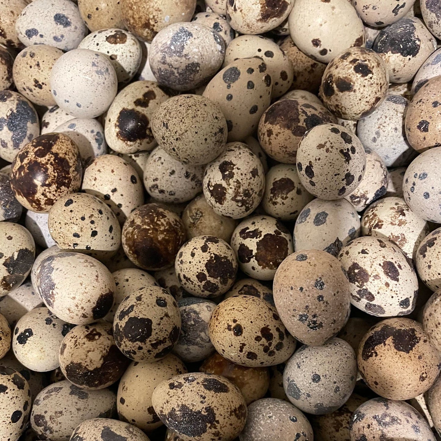 Quail Eggs for Hatching - Wholesale - Crowle Quail Eggs