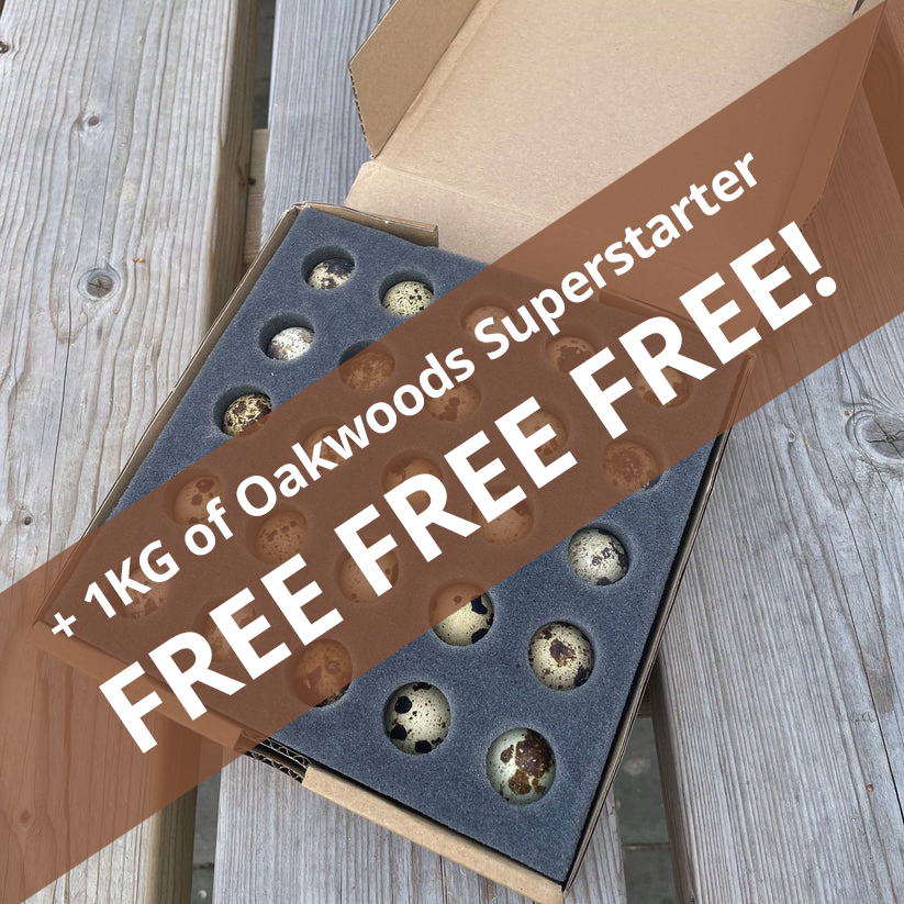 Quail Eggs for Hatching - Box of 25 + 1kg free superstarter - Crowle Quail by Avian Breeding Ltd