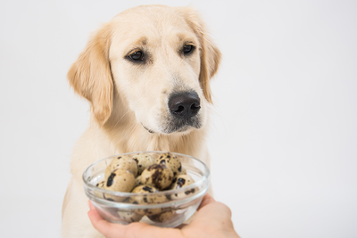 The benefits of feeding quail eggs to dogs