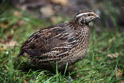 Backyard Quail: The Unexpected Benefits of Keeping Quail in Your Garden