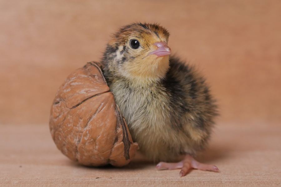 Quail chick hatching
