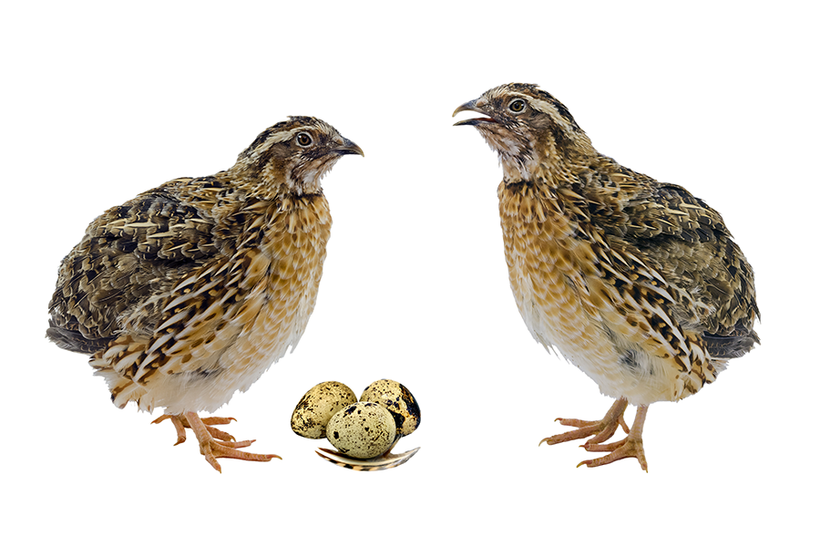 Image of quail and fresh eggs