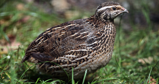 Quail Hens and Cocks