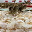 Premium High Quality Blast Frozen Quail (Falcon Food) - Box of 60 (+- 17kg) - Crowle Quail by Avian Breeding Ltd