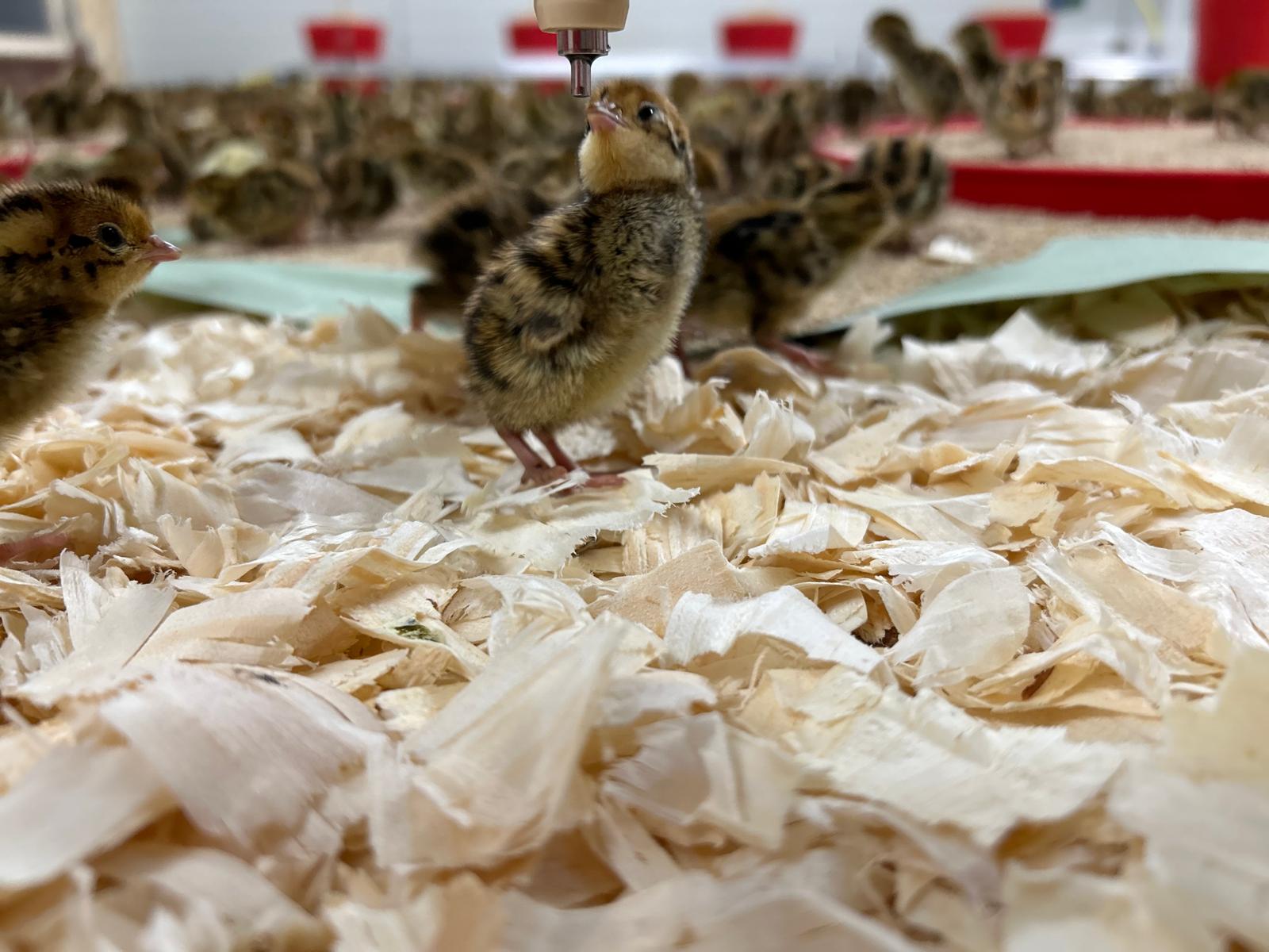 Premium High Quality Blast Frozen Quail (Falcon Food) - Box of 60 (+- 17kg) - Crowle Quail by Avian Breeding Ltd