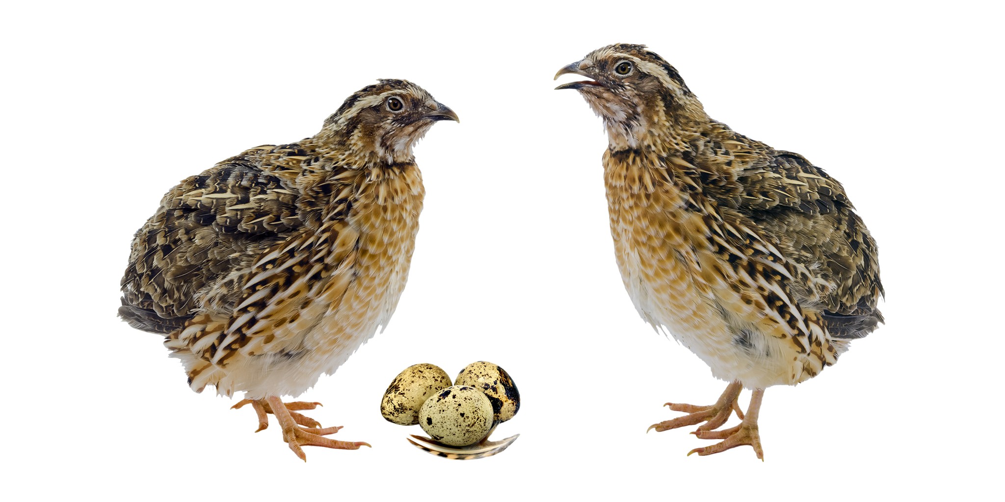 Stunning Quail Frozen Egg Feeding image