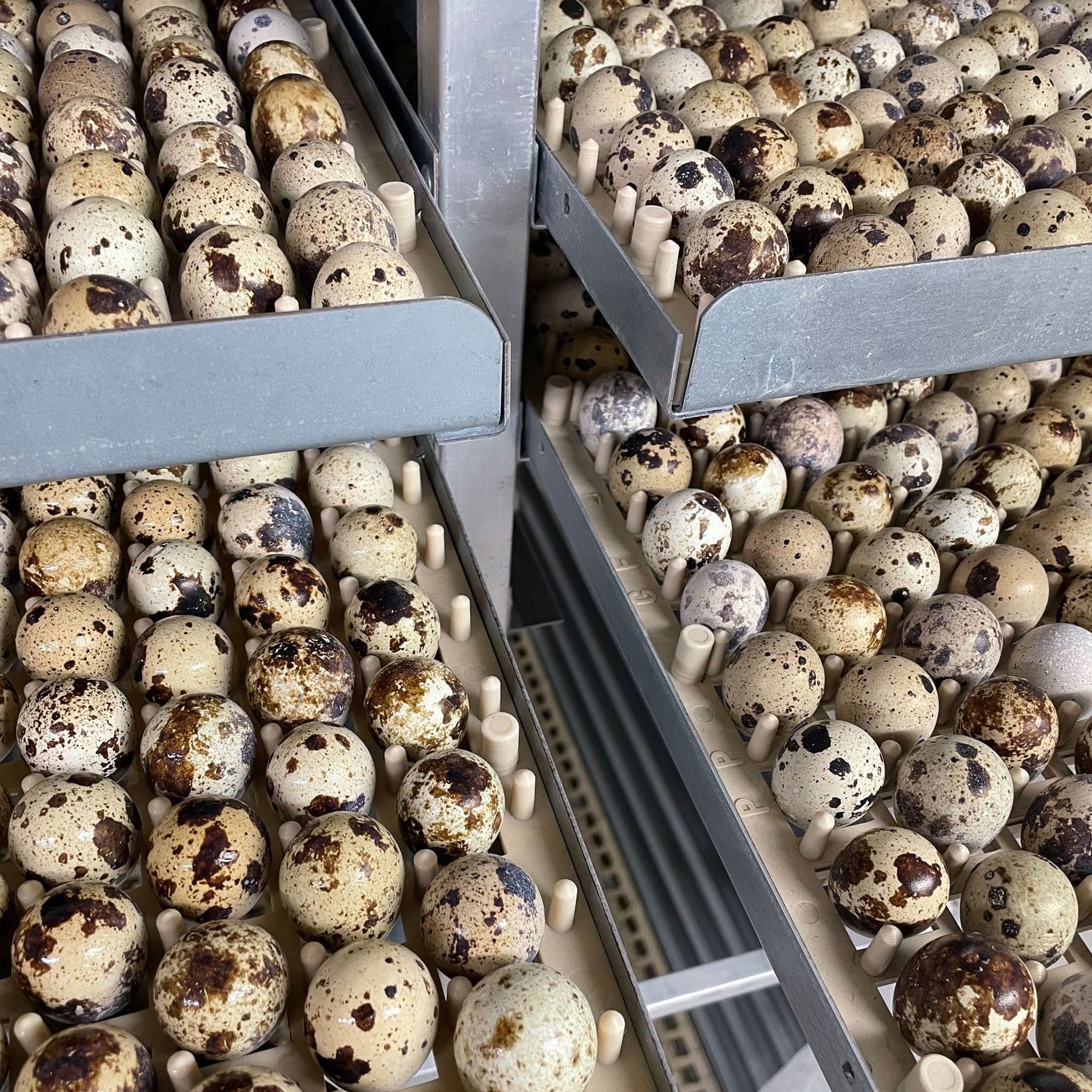 Quail Eggs for Hatching - Wholesale - Crowle Quail Eggs