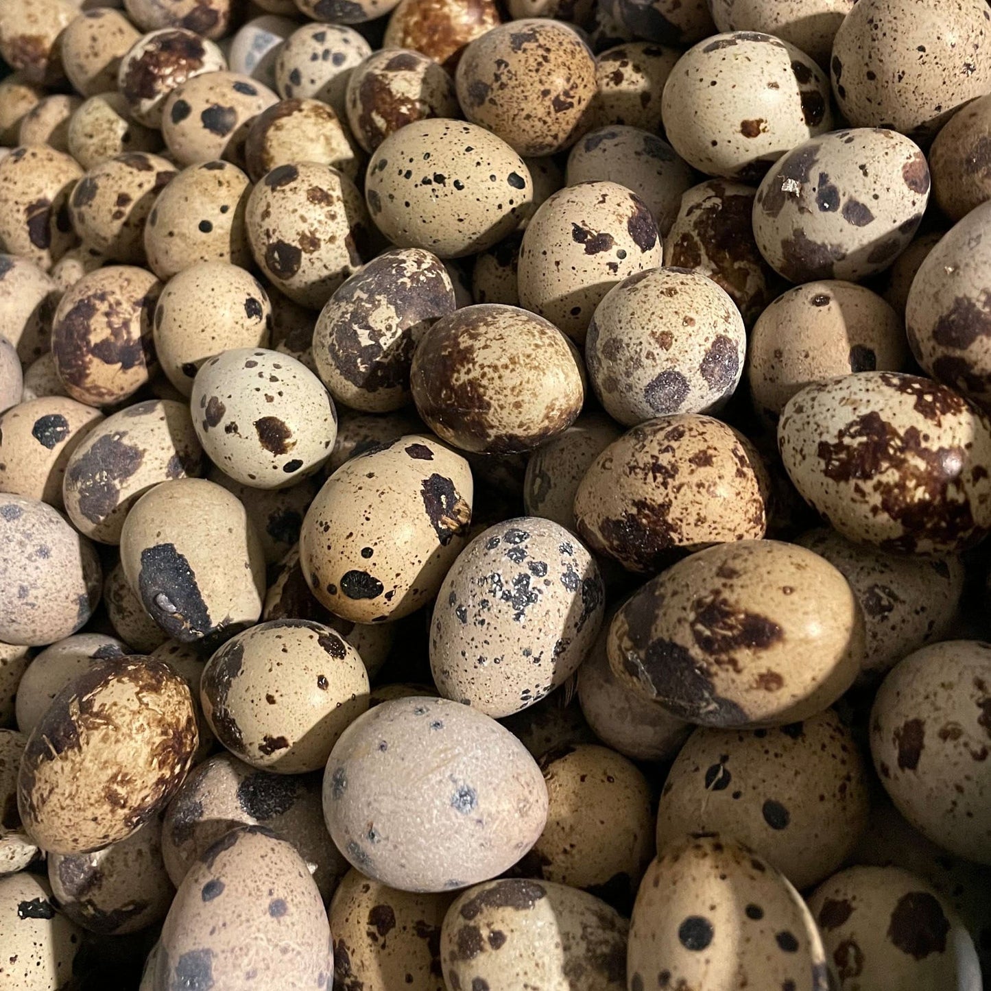 Quail Eggs for Hatching - Wholesale - Crowle Quail Eggs