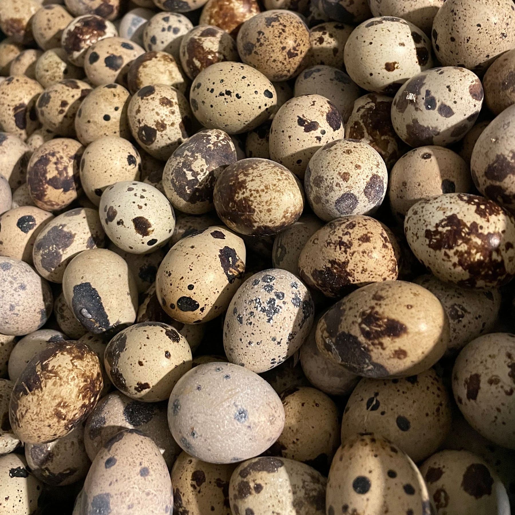 Quail Eggs for Hatching - Box of 25 - Crowle Quail Eggs