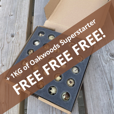 Quail Eggs for Hatching - Box of 25 + 1kg free superstarter - Crowle Quail by Avian Breeding Ltd