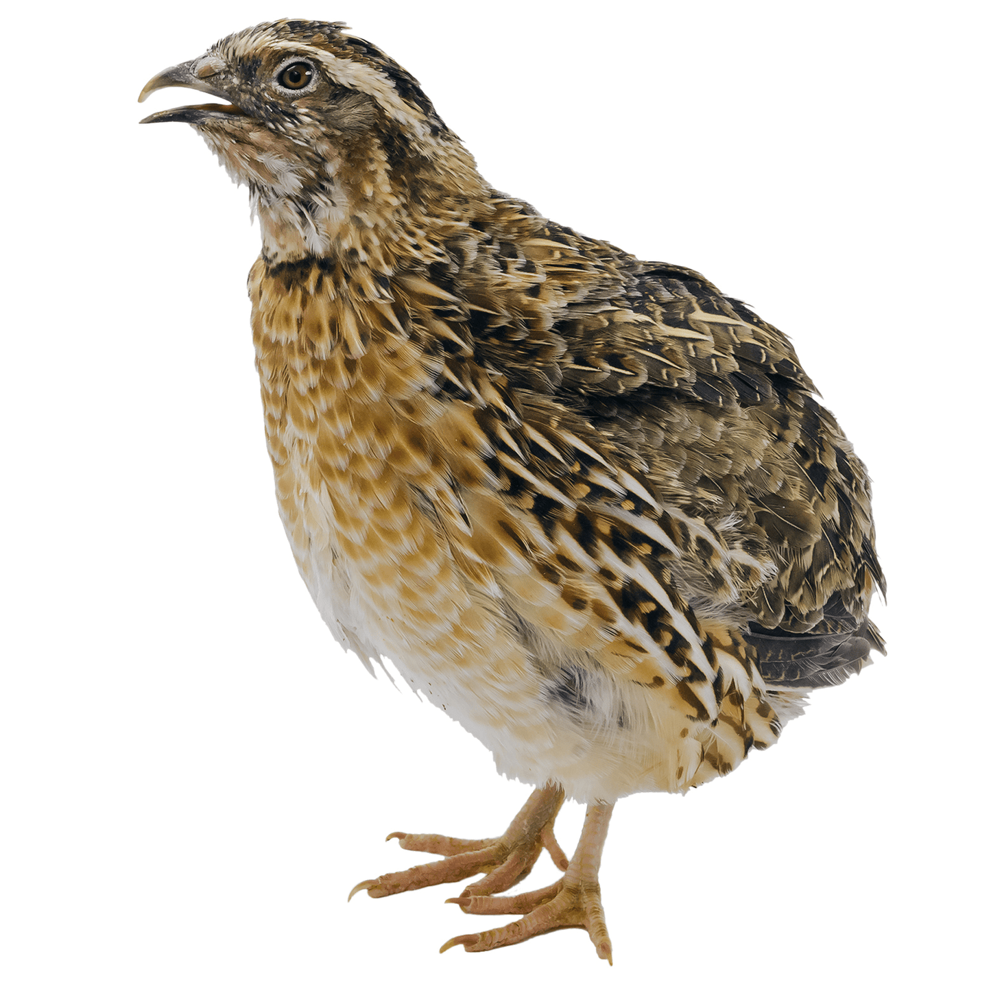 High Quality Quail Cocks (Adult) UK laid, hatched and reared! - Crowle Quail Eggs