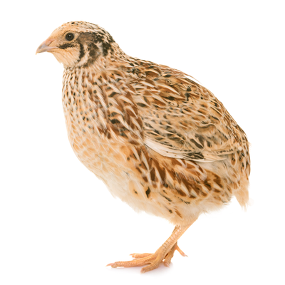 Premium High Quality Quail Hens (Point of Lay) UK laid, hatched and reared! - Crowle Quail