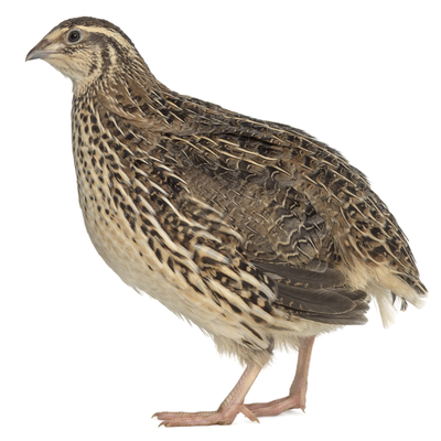 Premium High Quality Blast Frozen Quail (Falcon Food) - Tray of 30 (+- 8.5kg) - Crowle Quail by Avian Breeding Ltd
